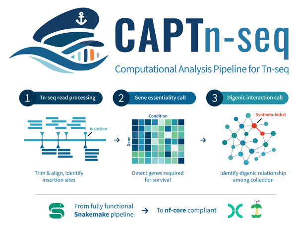 Graphical representation of CAPTn-seq's broad steps, from read processing to gene essentiality calling and digenic interaction network generation