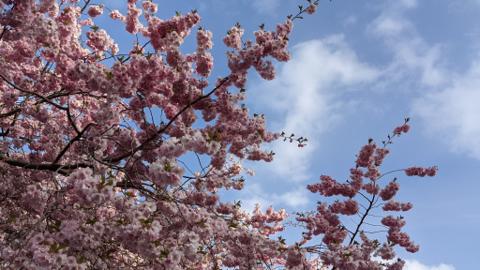 Spring in Stockholm with the cherry trees from Kungsträdgården - Picture by @maxulysse 2021-04-27