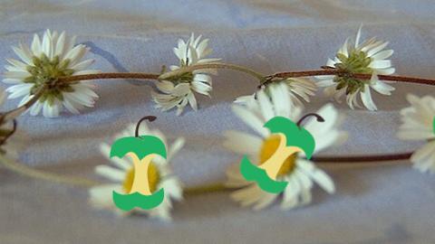 Picture of a daisy chain on a table with the nf-core apple logo on each of the foreground flowers.