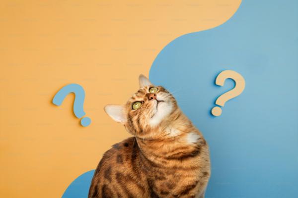 Cat wondering between two question marks